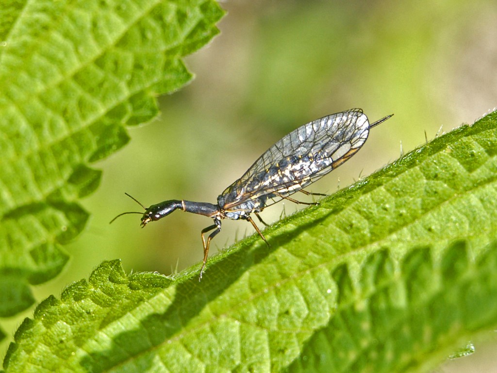 Raphidioptera da identificare - Puncha ratzeburgi